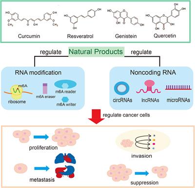 Editorial: Combating cancer with natural products: Non-coding RNA and RNA modification